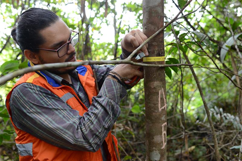 Conoce más sobre el Inventario Forestal Nacional
