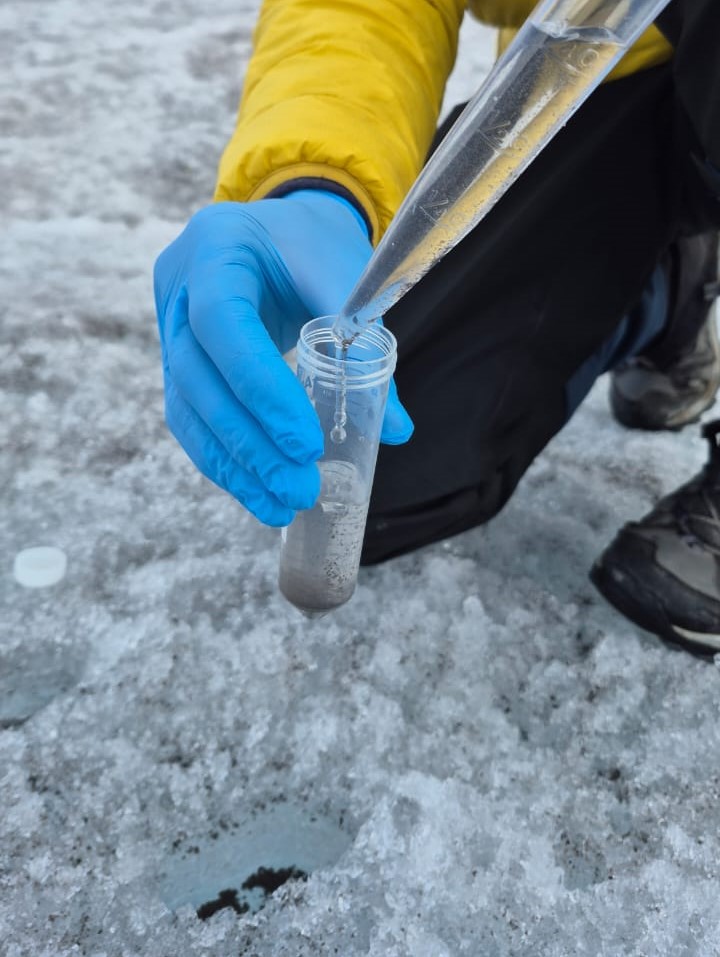 Muestra de crioconitas, glaciar El Hongo, Nevado Santa Isabel