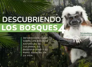 Descubriendo los Bosques 4
