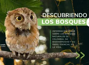Descubriendo los bosques 6