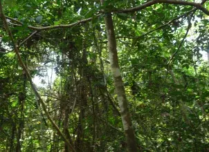 Colombia refuerza la transparencia y el conocimiento abierto de sus bosques con apoyo de la FAO. Foto: Johan Luna Ideam.