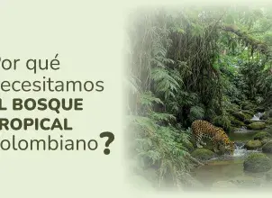 Hoy 26 de junio celebramos el Día Internacional de la preservación de los bosques tropicales