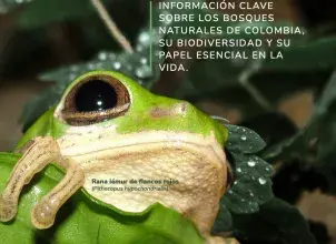 Imagen portada descrubriendo los bosques