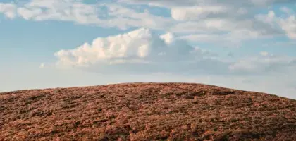 Variación anual de superficie afectada