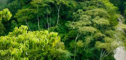 Inventario forestal nacional - documento marco rector de implementación