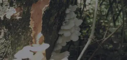 Cálculo de los factores de emisión para los sumideros forestales de carbono