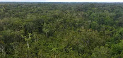 Proyecto Bosques para la Vida